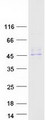 SERPINA12 / Vaspin Protein - Purified recombinant protein SERPINA12 was analyzed by SDS-PAGE gel and Coomassie Blue Staining