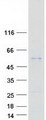 SERPINA4 / Kallistatin Protein - Purified recombinant protein SERPINA4 was analyzed by SDS-PAGE gel and Coomassie Blue Staining