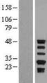 SERPINA5 / PCI Protein - Western validation with an anti-DDK antibody * L: Control HEK293 lysate R: Over-expression lysate