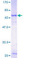 SERPINA5 / PCI Protein - 12.5% SDS-PAGE of human SERPINA5 stained with Coomassie Blue