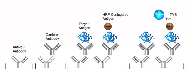 SERPINA6 / CBG ELISA Kit - Competition ELISA Platform Overview