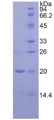 SERPINA6 / CBG Protein - Recombinant Corticosteroid Binding Globulin By SDS-PAGE