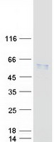 SERPINA7 / TBG Protein - Purified recombinant protein SERPINA7 was analyzed by SDS-PAGE gel and Coomassie Blue Staining