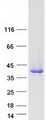 SERPINB1 Protein - Purified recombinant protein SERPINB1 was analyzed by SDS-PAGE gel and Coomassie Blue Staining