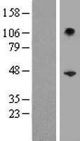 SERPINB10 Protein - Western validation with an anti-DDK antibody * L: Control HEK293 lysate R: Over-expression lysate