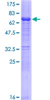 SERPINB10 Protein - 12.5% SDS-PAGE of human SERPINB10 stained with Coomassie Blue