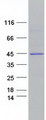 SERPINB10 Protein - Purified recombinant protein SERPINB10 was analyzed by SDS-PAGE gel and Coomassie Blue Staining