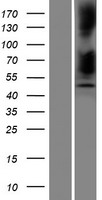 SERPINB12 Protein - Western validation with an anti-DDK antibody * L: Control HEK293 lysate R: Over-expression lysate