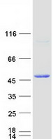 SERPINB13 / HUR7 Protein - Purified recombinant protein SERPINB13 was analyzed by SDS-PAGE gel and Coomassie Blue Staining