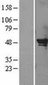 SERPINB2 / PAI-2 Protein - Western validation with an anti-DDK antibody * L: Control HEK293 lysate R: Over-expression lysate