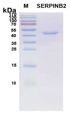 SERPINB2 / PAI-2 Protein - SDS-PAGE under reducing conditions and visualized by Coomassie blue staining