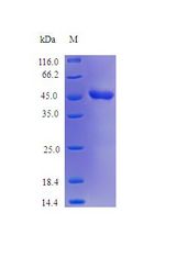 SERPINB2 / PAI-2 Protein