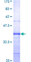SERPINB2 / PAI-2 Protein - 12.5% SDS-PAGE Stained with Coomassie Blue.