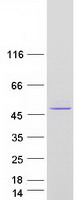 SERPINB2 / PAI-2 Protein - Purified recombinant protein SERPINB2 was analyzed by SDS-PAGE gel and Coomassie Blue Staining