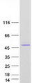 SERPINB2 / PAI-2 Protein - Purified recombinant protein SERPINB2 was analyzed by SDS-PAGE gel and Coomassie Blue Staining