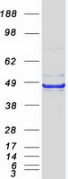 SERPINB2 / PAI-2 Protein - Purified recombinant protein SERPINB2 was analyzed by SDS-PAGE gel and Coomassie Blue Staining