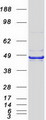 SERPINB2 / PAI-2 Protein - Purified recombinant protein SERPINB2 was analyzed by SDS-PAGE gel and Coomassie Blue Staining