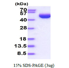 SERPINB3 Protein