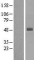 SERPINB4 / SCCA1+2 Protein - Western validation with an anti-DDK antibody * L: Control HEK293 lysate R: Over-expression lysate