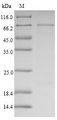 SERPINB4 / SCCA1+2 Protein - (Tris-Glycine gel) Discontinuous SDS-PAGE (reduced) with 5% enrichment gel and 15% separation gel.