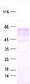 SERPINB4 / SCCA1+2 Protein