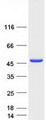 SERPINB4 / SCCA1+2 Protein - Purified recombinant protein SERPINB4 was analyzed by SDS-PAGE gel and Coomassie Blue Staining