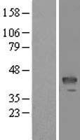 SERPINB5 / Maspin Protein - Western validation with an anti-DDK antibody * L: Control HEK293 lysate R: Over-expression lysate