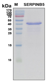 SERPINB5 / Maspin Protein - SDS-PAGE under reducing conditions and visualized by Coomassie blue staining