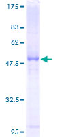 SERPINB5 / Maspin Protein - 12.5% SDS-PAGE of human SERPINB5 stained with Coomassie Blue