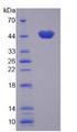SERPINB5 / Maspin Protein - Recombinant Mammary Serine Protease Inhibitor By SDS-PAGE
