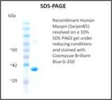 SERPINB5 / Maspin Protein