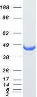 SERPINB5 / Maspin Protein - Purified recombinant protein SERPINB5 was analyzed by SDS-PAGE gel and Coomassie Blue Staining