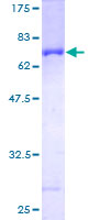 SERPINB6 / PI-6 Protein - 12.5% SDS-PAGE of human SERPINB6 stained with Coomassie Blue