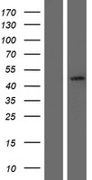SERPINB7 / MEGSIN Protein - Western validation with an anti-DDK antibody * L: Control HEK293 lysate R: Over-expression lysate