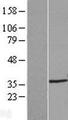 SERPINB8 Protein - Western validation with an anti-DDK antibody * L: Control HEK293 lysate R: Over-expression lysate