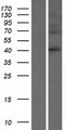 SERPINB8 Protein - Western validation with an anti-DDK antibody * L: Control HEK293 lysate R: Over-expression lysate