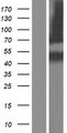 SERPINB8 Protein - Western validation with an anti-DDK antibody * L: Control HEK293 lysate R: Over-expression lysate