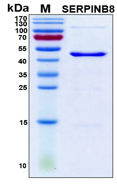 SERPINB8 Protein