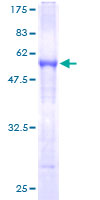 SERPINB8 Protein - 12.5% SDS-PAGE of human SERPINB8 stained with Coomassie Blue