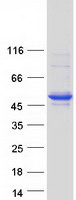 SERPINB8 Protein - Purified recombinant protein SERPINB8 was analyzed by SDS-PAGE gel and Coomassie Blue Staining