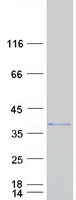 SERPINB8 Protein - Purified recombinant protein SERPINB8 was analyzed by SDS-PAGE gel and Coomassie Blue Staining