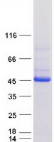 SERPINB9 / PI9 Protein - Purified recombinant protein SERPINB9 was analyzed by SDS-PAGE gel and Coomassie Blue Staining
