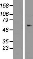 SERPIND1 / Heparin Cofactor 2 Protein - Western validation with an anti-DDK antibody * L: Control HEK293 lysate R: Over-expression lysate
