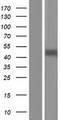 SERPINE1 / PAI-1 Protein - Western validation with an anti-DDK antibody * L: Control HEK293 lysate R: Over-expression lysate