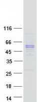 SERPINE1 / PAI-1 Protein - Purified recombinant protein SERPINE1 was analyzed by SDS-PAGE gel and Coomassie Blue Staining