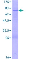 SERPINE2 / Nexin Protein - 12.5% SDS-PAGE of human SERPINE2 stained with Coomassie Blue