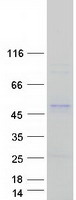 SERPINE2 / Nexin Protein - Purified recombinant protein SERPINE2 was analyzed by SDS-PAGE gel and Coomassie Blue Staining