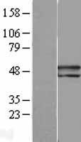 SERPINF1 / PEDF Protein - Western validation with an anti-DDK antibody * L: Control HEK293 lysate R: Over-expression lysate