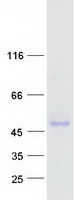 SERPINF1 / PEDF Protein - Purified recombinant protein SERPINF1 was analyzed by SDS-PAGE gel and Coomassie Blue Staining