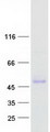 SERPINF1 / PEDF Protein - Purified recombinant protein SERPINF1 was analyzed by SDS-PAGE gel and Coomassie Blue Staining